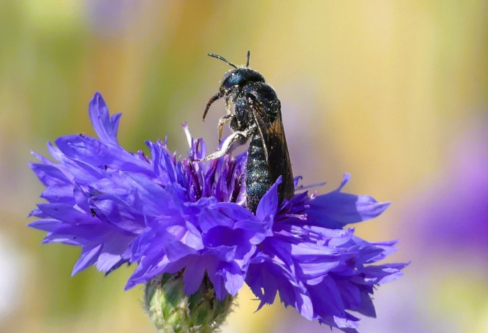 Abeja silvestre del género Ceratina.