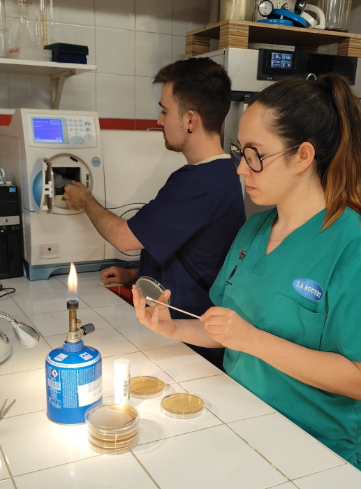 Veterinarios del laboratorio de GREFA analizan resistencias antimicrobianas.