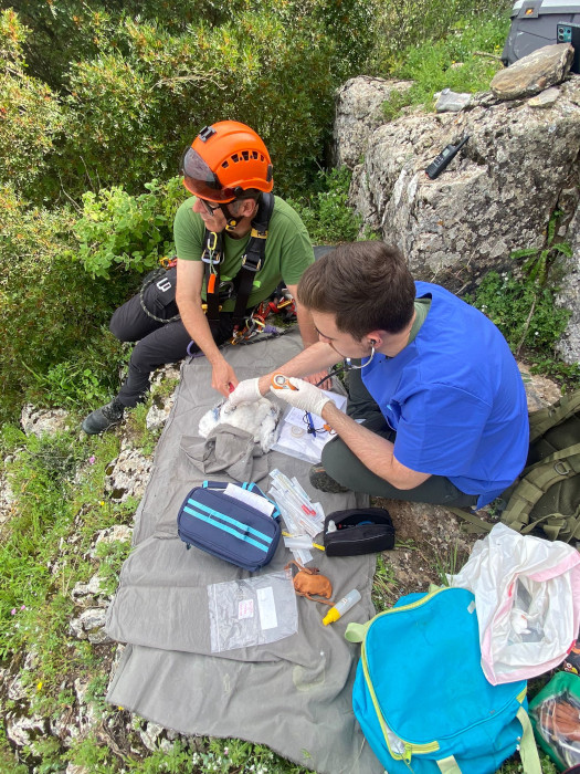 Chequeo veterinario a un pollo andaluz de águila de Bonelli que será destinado a su reintroducción.