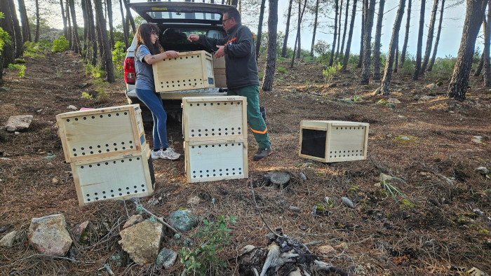 Llegada de águilas de Bonelli procedentes de España al Parque Regional de Tepilora, en Cerdeña. Foto: PR Tepilora.