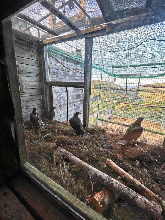Águilas de Bonelli destinadas a Cerdeña, en el jaulón de aclimatación para ellas construido en el Parque Regional de Tepilora. Foto: LIFE Abilas.