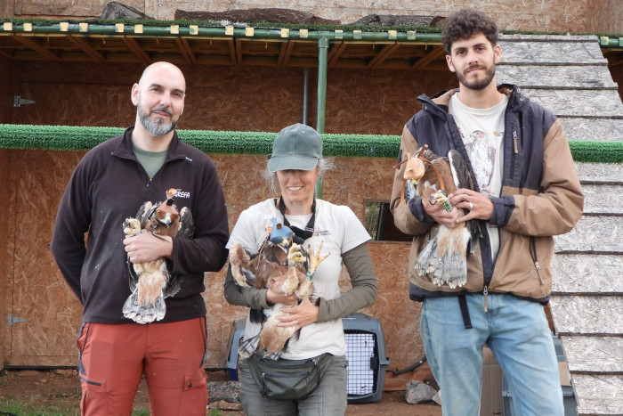 Tres de los pollos de águila de Bonelli recientemente trasladados a la sierra aragonesa de Guara.
