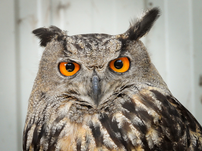 Búho real en las instalaciones de GREFA.
