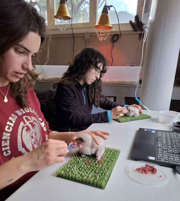 Trabajadoras del Departamento de Cría de GREFA alimentan a dos pollos de águila de Bonelli nacidos en las instalaciones de la ONG.