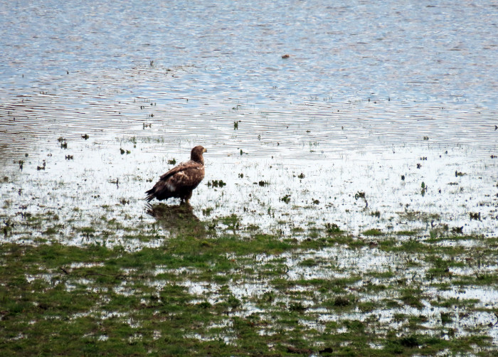 La hembra de pigargo Andara ha usado la Red Natura 2000 casi el 60% de su tiempo. Aquí la vemos posada a la orilla de un embalse cantábrico. 