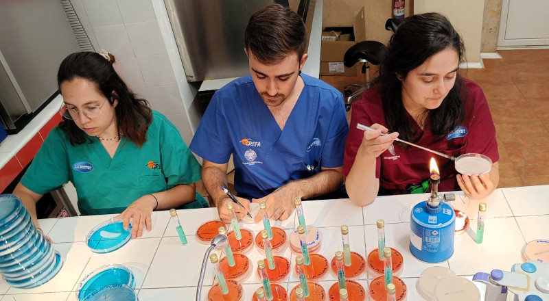 Tres veterinarios trabajan en el laboratorio del Hospital de Fauna Salvaje de GREFA.