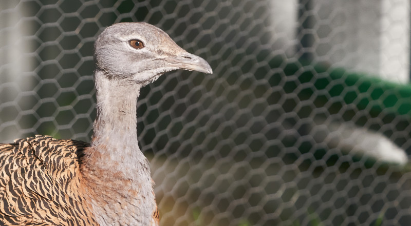 Primer plano de una avutarda que vive en el espacio dedicado a las aves esteparias en el centro "Naturaleza Viva" de GREFA. Foto: Pablo Toledo.