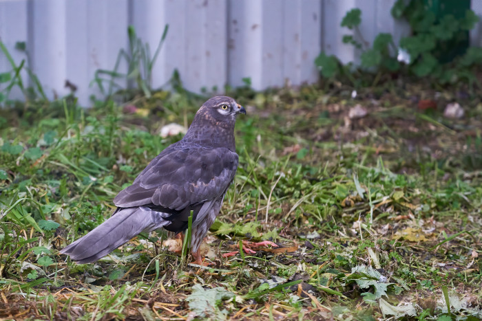 Aguilucho cenizo en el espacio dedicado a aves esteparias del centro "Naturaleza Viva". Foto: Pablo Toledo.