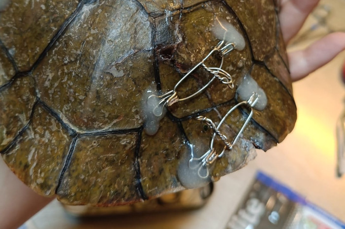 Corchetes de mercería y cerclajes metálicos para aproximar y fijar los fragmentos del caparazón roto de un galápago.