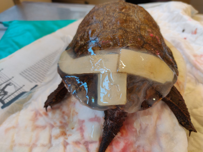 Fractura de un caparazón reparada en el Hospital de Fauna de GREFA.