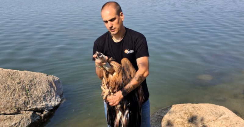 Momento del rescate del buitre leonado hallado en el embalse de Valmayor (Madrid).