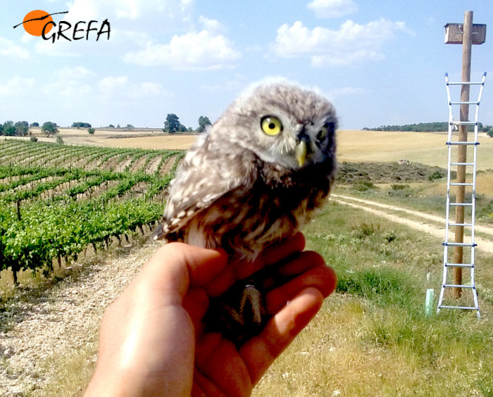 Pollo de mochuelo nacido en una de las cajas nido instaladas por GREFA para el control de las poblaciones del topillo campesino.