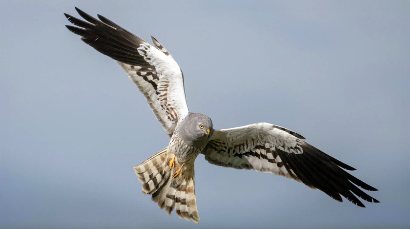 Macho de aguilucho cenizo en vuelo. Foto: Luís Cabral.