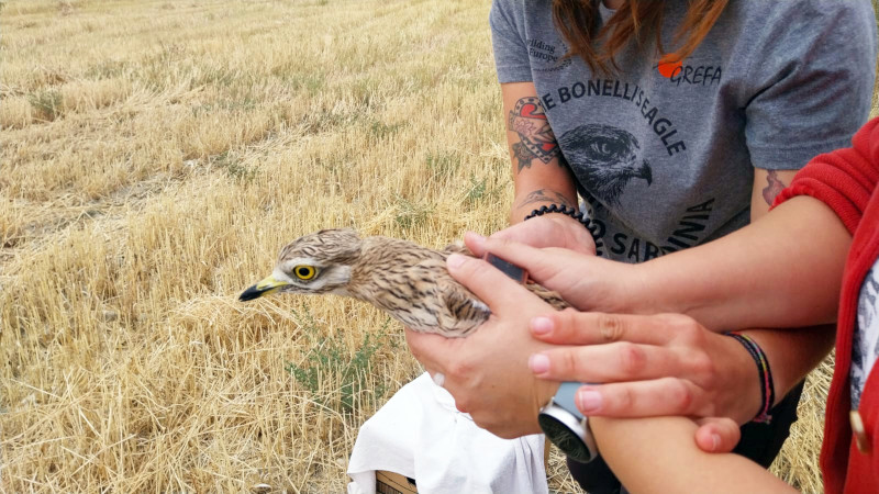 Instantes previos a la liberación de uno de los jóvenes alcaravanes.