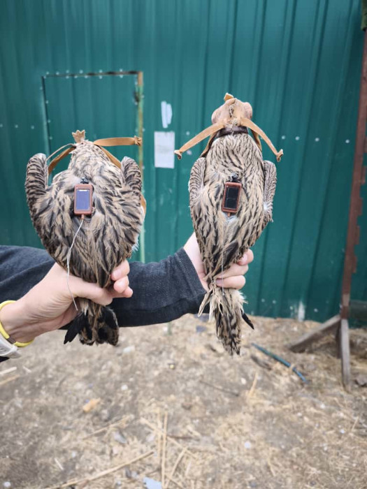 Antes de su liberación, los alcaravanes fueron equipados con emisores GSM-GPS para su seguimiento una vez liberados.