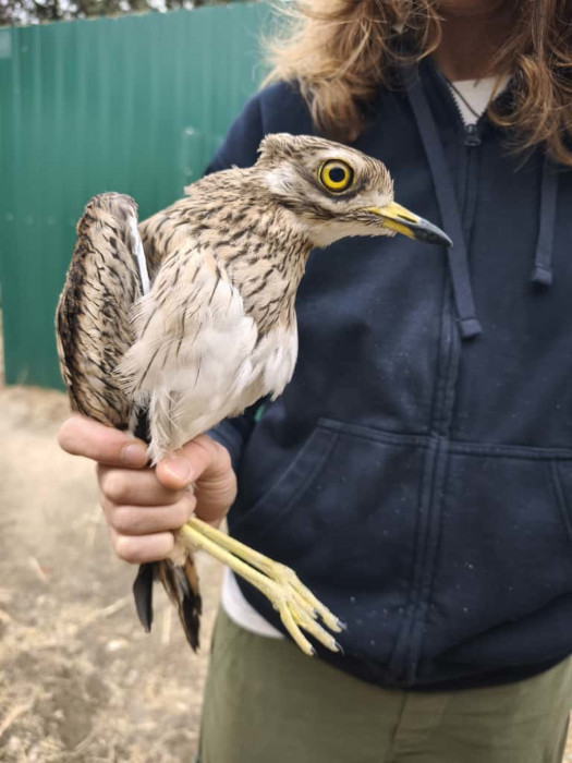 Aspecto de uno de los alcaravanes, en las instalaciones del Hospital de Fauna Salvaje de GREFA.