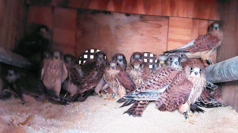Grupo de pollos de cernícalo primilla introducidos en el cajón de "hacking", en Montilla (Córdoba). Foto: José María Ayala.