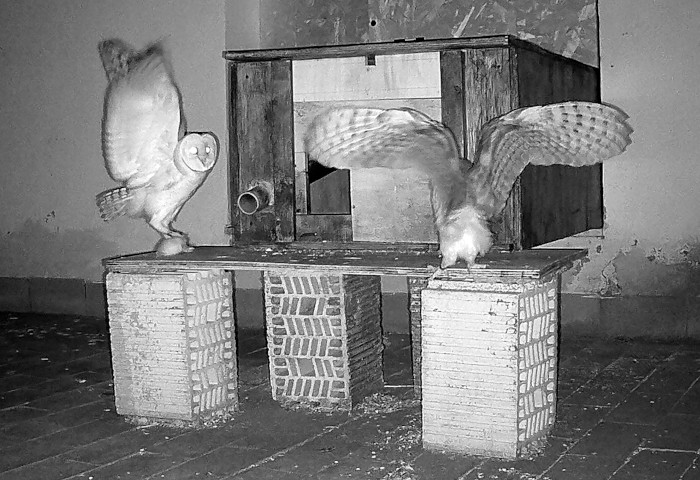 Imagen de fototrampeo de las lechuzas acudiendo a comer. Foto José Luís Jiménez.