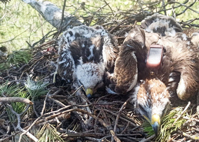 “Cabriela” en el nido de la provincia de Cuenca en el que nació en 2024 junto a su hermano.