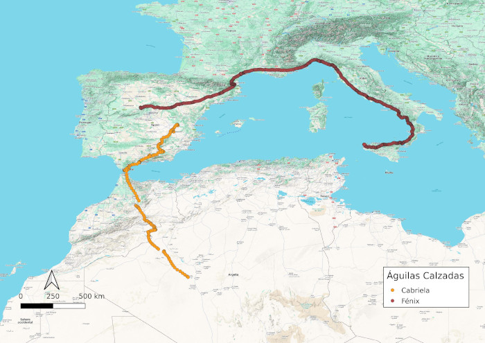 Migración águilas calzadas