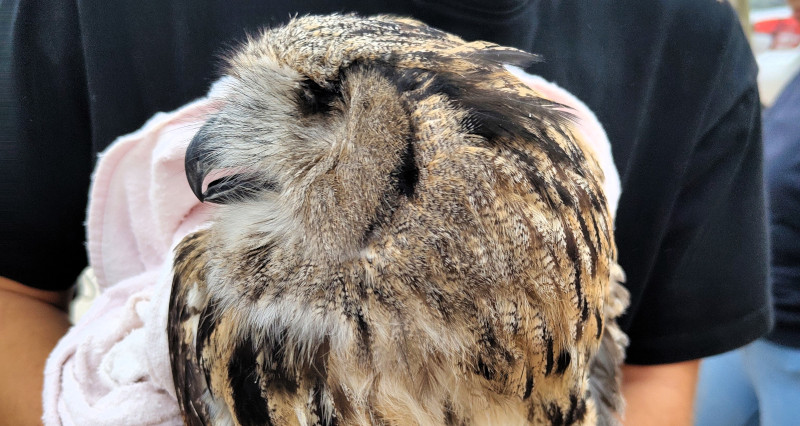 Búho real recuperado por GREFA antes de su liberación en el medio natural.