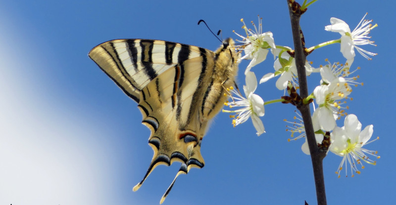 Mariposa chupaleches (Iphiclides feisthamelii) fotografiada en la parcela experimental "Las Pozas", en Villalar de los Comuneros (Valladolid).