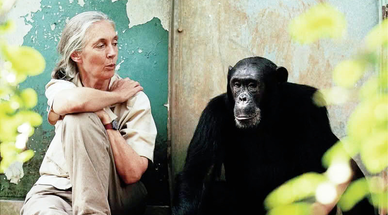 Jane Goodall con el chimpancé "Freud" en el Parque Nacional del Gombe (Tanzania). Foto: Michael Neugebauer.
