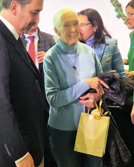 Jane Goodall en el momento de recibir el regalo que en nombre de GREFA le entregó una de nuestras voluntarias durante la visita a España de la primatóloga a finales de 2023.