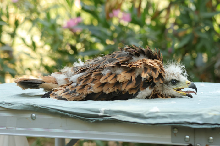 Pollo de milano real nacido la pasada primavera en la provincia de Jaén gracias al proyecto de GREFA y la Junta de Andalucía, durante su captura temporal para colocarle un emisor GPS.