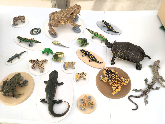 Maquetas utilizadas en el taller de identificación de anfibios.