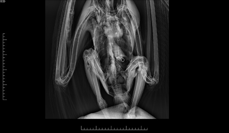 En la radiografía se puede apreciar el alambre ingerido por el buitre leonado rescatado.