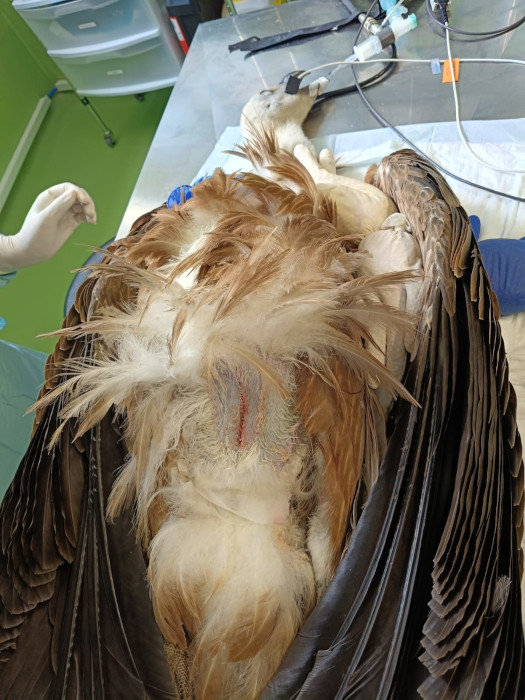 El buitre leonado rescatado tras la operación y anestesiado en el quirófano de GREFA.