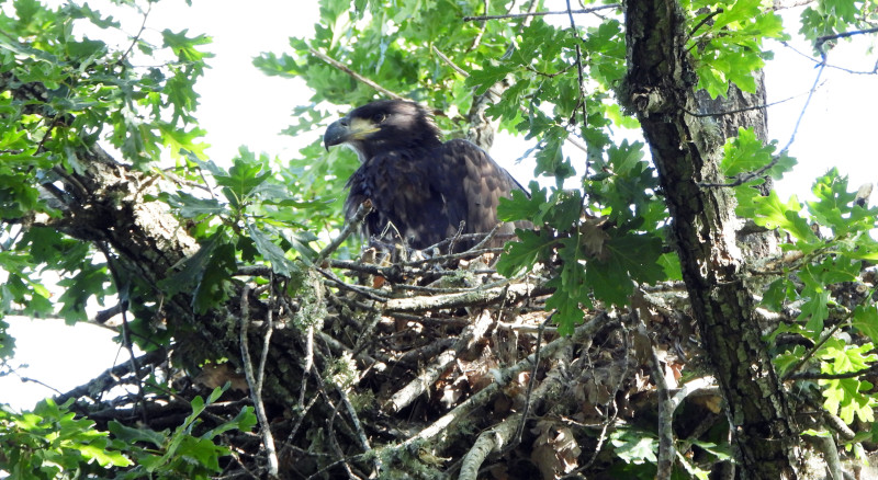 El pollo de pigargo europeo nacido en el norte de Castilla y León reposa en su nido. 