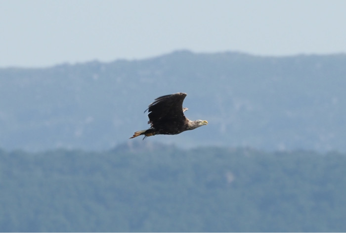 Uno de los progenitores del pollo de pigargo, en concreto la hembra "Mansolea", en vuelo.