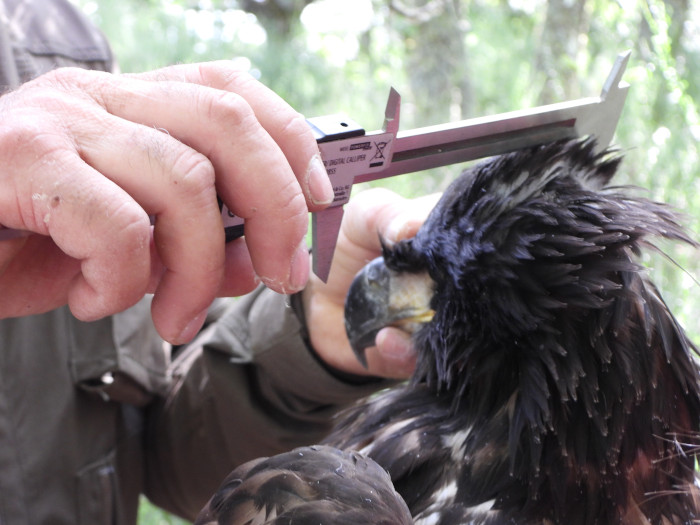 Toma de medidas biométricas del pollo de pigargo durante su marcaje con GPS.