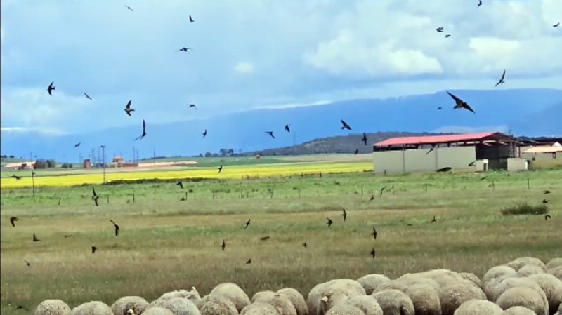 Golondrinas cazan al vuelo insectos junto a un rebaño de ovejas en Escalona del Prado (Segovia). Foto: José Luis Fuentes.