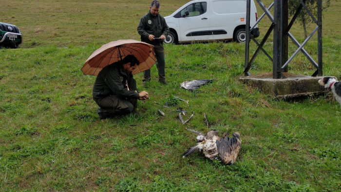 Cadáver de la hembra de pigargo "Xana", víctima de una electrocución en septiembre de 2023.