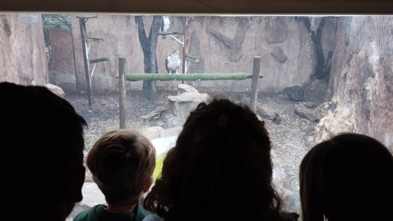 Un grupo de escolares visita las instalaciones de GREFA. 