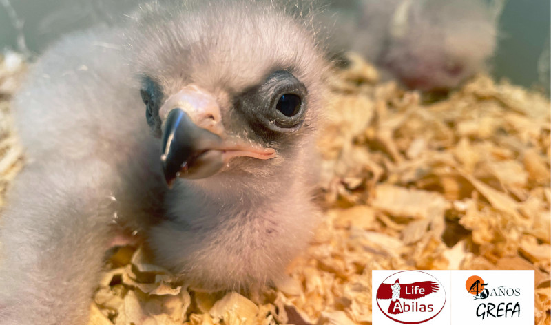 Primer pollo de águila de Bonelli nacido en 2026 en el centro de cría de especies amenazadas de GREFA.