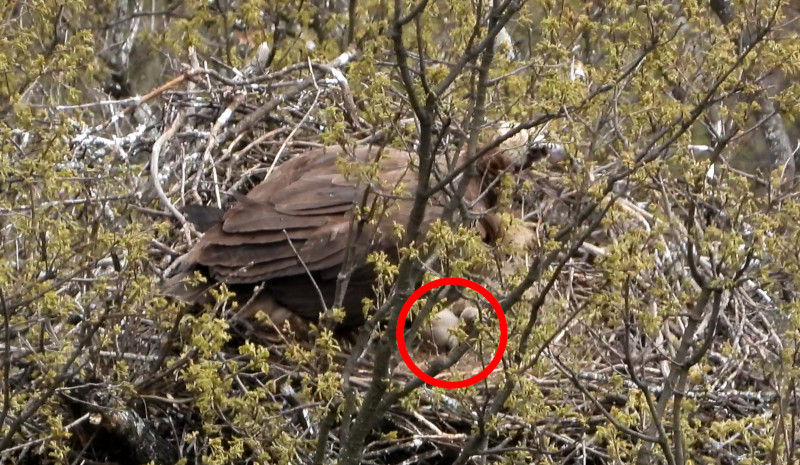Dentro del círculo rojo, uno de los tres pollos nacidos en 2026 en los Montes Ródopes (Bulgaria), junto a uno de sus progenitores.