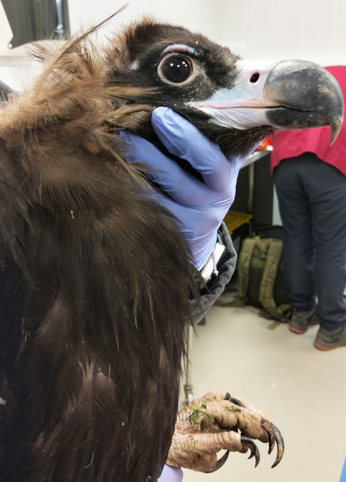 Buitre negro en el CRAS de Burgos antes de su reciente traslado a la Sierra de la Demanda.