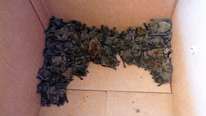 Caja de cartón con los 196 murciélagos que llegaron a GREFA en 2014 procedentes de Quijorna (Madrid).