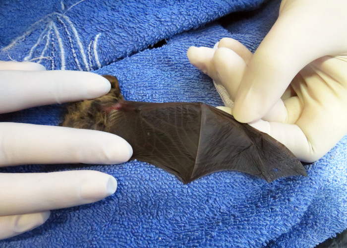 Revisión veterinaria de un murciélago con hematoma axilar.