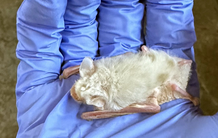 Asombroso ejemplar de murciélago albino ingresado en GREFA.