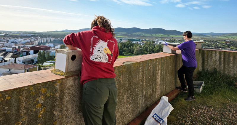 Dos voluntarias limpian dos cajas nido de cernícalo primilla en el silo de Ledesma (Salamanca).