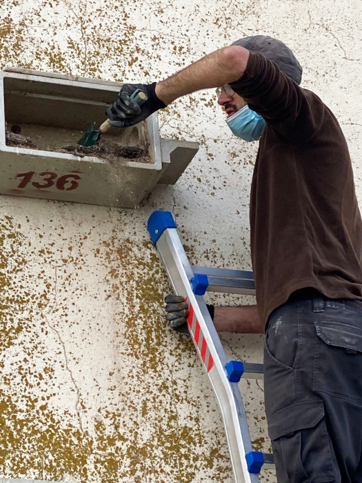 Un voluntario limpia una caja nido de cernícalo primilla en el silo de Tarancón (Cuenca).