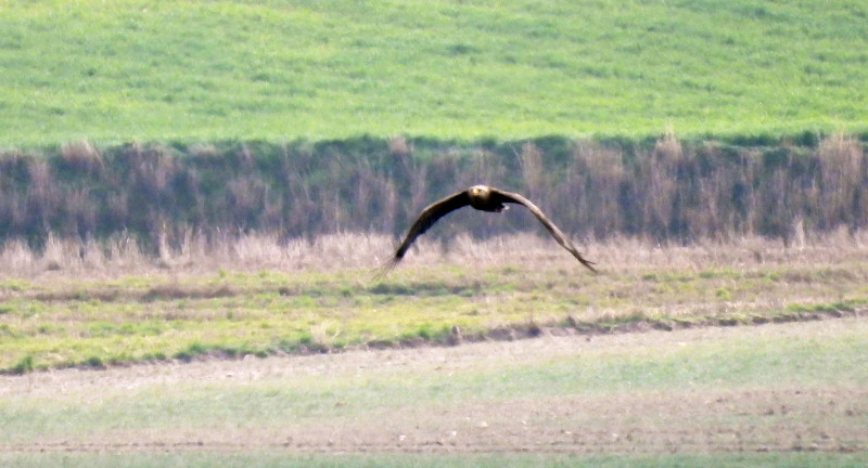 Hembra adulta de pigargo europeo fotografiada en la laguna de El Oso, en la provincia de Ávila, a principios de marzo. Foto: Víctor Alonso.