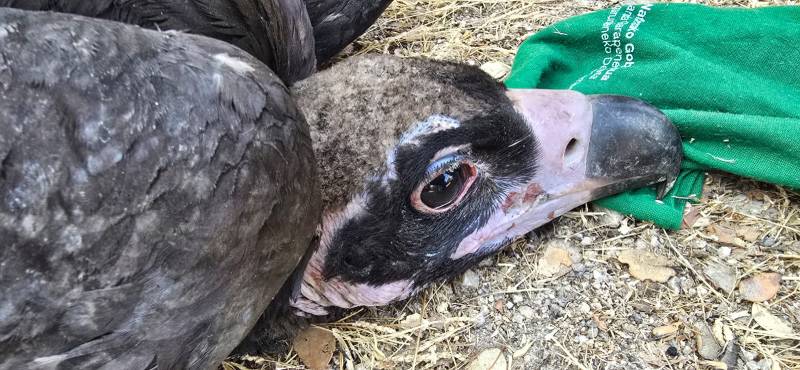 Pollo de buitre negro en el momento de ser rescatado del incendio por los agentes forestales. Foto: Agentes Forestales de la Comunidad de Madrid.