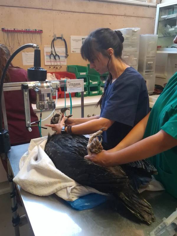 Chequeo en el hospital de fauna de GREFA a un pollo de buitre negro procedente de la zona de la Sierra Oeste de Madrid afectada por el fuego.
