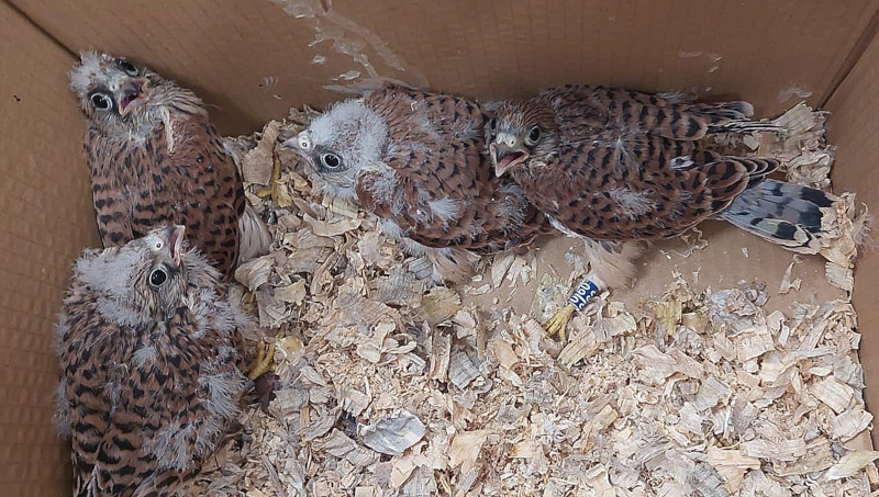 Los cuatro nuevos pollos, recién llegados al Centro de Conservación Zoo de Córdoba. Foto Luís Jiménez  /GREFA